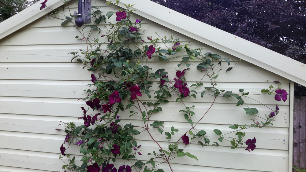 Everedge - Derby garden